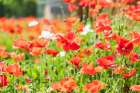 Castroville-Texas-USA-Wild poppies in the Texas Hill Country Art Print